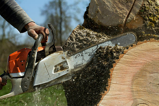 The Steps Involved in Our Tree Care Process in Woodlawn, MD